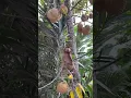 Download Lagu Monyet Jatuh dari Pohon #shorts #shortvideo #youtubeshorts