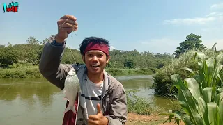 Download Mancing BADER di Bengawan Solo pakai Umpan Bakwan MP3