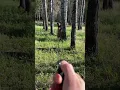Download Lagu SABRE Bear Spray Used on a Black Bear Caught on Camera #bearsafety