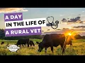 A day in the life of a rural vet