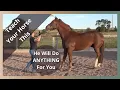 Download Lagu Groundwork for Horses - The First Thing I Teach