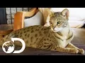 The Savannah The Largest Domestic Cats in the World Cats 101