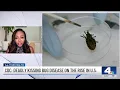 Download Lagu Deadly ‘kissing bug disease' is on the rise in US. Here's what to know