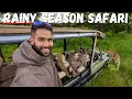 Download Lagu LOW SEASON is the BEST TIME to Go on SAFARI