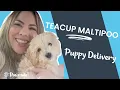 Twinkle the Maltipoo puppy finds her home by PAWRADE com