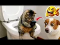 Cat Shows Dog Who’s the Real Boss