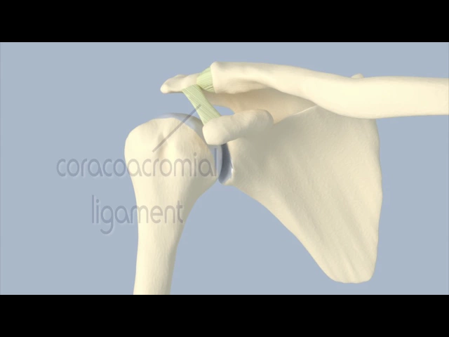Acromioclavicular Joint Anatomy