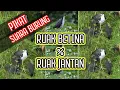 Download Lagu |SUARA RUAK RUAK|PIKAT RUAK JANTAN DAN BETINA DI SIANG HARI