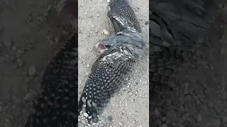 الطير الابابيل 