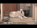 Rancher s dog leads lost toddler to safety in Arizona