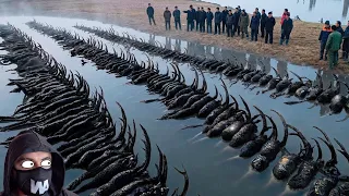 California Brought Predators Back to the Pacific Ocean and What These Killers Did Was Unexpected