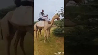 نمة جديدة      حنيت لي عربا شدو دندنها