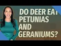 Do deer eat petunias and geraniums