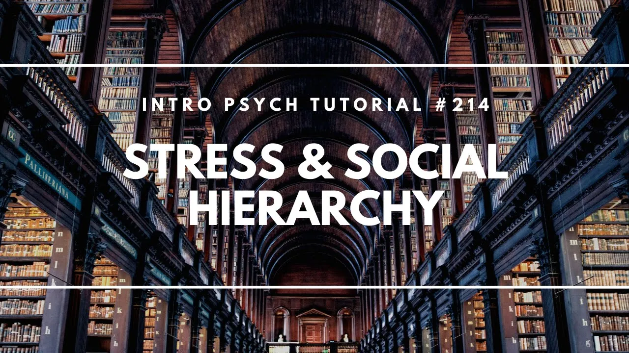 Stress & Social Hierarchy (Intro Psych Tutorial #214)