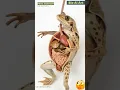 Frog Anatomy Animation Bio AI Art 23