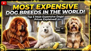 Most Expensive Dog Breeds In The World