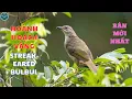 ✅Tiếng chim Hoành hoạch vàng mồi gọi bầy chuẩn mp3 | Streak-eared Bulbul sound call