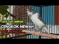 Download Lagu KENARI GACOR  Cuit CUIT BIRAHI SUARA Kenari MASTERAN TERBAIK UNTUK PANCINGAN \u0026 MASTERAN Kenari PAUD