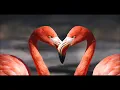 Vanessa Mai & Xavier Naidoo - Hast Du jemals