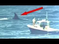 Download Lagu Marine Biologists Finally Solved the Mystery of What Ate a Great White Shark Whole