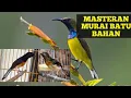 Download Lagu DOWNLOAD GRATIS Masteran MURAI BATU TROTOL  dengan Tembakan burung sejak dini supaya TIDAK MONOTON