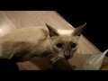 【猫グッズ】お出迎えしてくれたララの様子を撮影しました。＃３