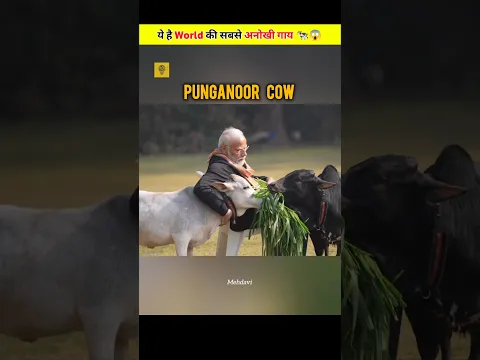 This is the world’s most unique cow, found only in India.🐄😱 #shorts #short #shortvideo