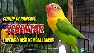 Download CUKUP PANCING SEBENTAR DENGAN SUARA BURUNG LOVEBIRD NGEKEK PANJANG INI LOVEBIRD BISU KEMBALI GACOR MP3