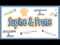 36 Supine Prone Positions 2D Animation
