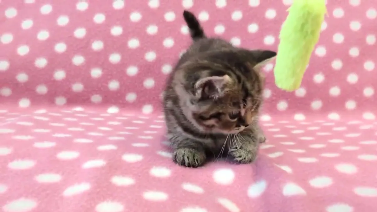 動画