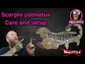 Download Lagu Israeli gold scorpion // Scorpio palmatus