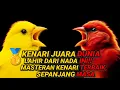 Kenari Juara Dunia Lahir dari Nada Ini — Masteran Kenari Terbaik Sepanjang Masa!  #kenarigacor 