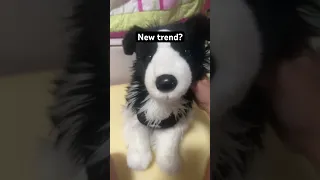 He Looks So Cute AAAAAHH Cute Dog Bordercollie Essa Essacommunity Silly Newtrend Furry  He Looks So Cute AAAAAHH Cute Dog Bordercollie Essa Essacommunity Silly Newtrend Furry