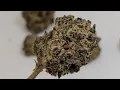 TSME BANANA CAKE Thca Review The Southern Maryland Experience