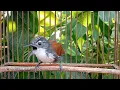 Pancingan Burung SNIPER Agar Cepat Bunyi Gacor