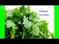 cilantro English Pronunciation