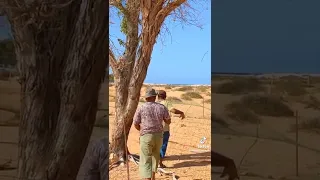 صيد طائر الصفار بالشبك    دندنها