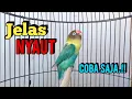 Download Lagu Suara LOVEBIRD NGEKEK PANJANG Paling AMPUH Buat Pancingan Lovebird agar BUNYI GACOR FIGHTER