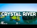 Top 10 Best Things to do in Crystal River Florida - Travel Guide 2024