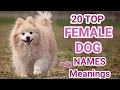 Top 20 Female Dog names Popular trending female dog names with meanings