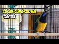 Download Lagu Kicauan cucak cungkok MH gacor cocok untuk memancing burung bahan #cucakcungkok