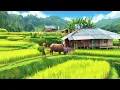 Download Lagu Sederhana Tapi Bikin Betah.. Suasana Rumah Tengah Sawah Tanahnya Subur Pemandangannya Indah