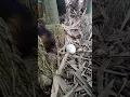 fenomina langka : marmut bertelur seperti ayam bikin geger warga..!! #shortvideo