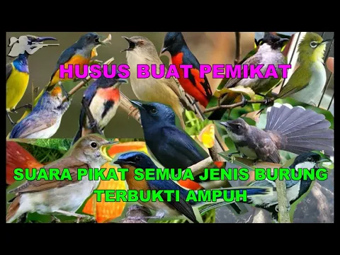 Suara Pikat MP3 Semua Jenis Burung Terbukti Sangat Ampuh