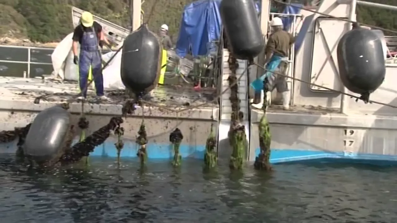 Outline Video The future of growing Greenshell mussels