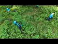 Download Lagu Forest Stewardship - Drone Reel
