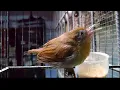 Download Lagu Burung Jenggot Mini Gacor Ampuh Pancing Emosi Dan Bikin Gacorr