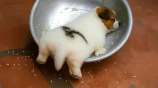 You've NEVER Seen Dogs at 1% Battery! 🤣 Funniest Tired Dogs Video 2026