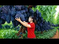 Download Lagu Harvesting 1000Kg Giant Wild Grapes \u0026 Go To Market Sell | The Type Grapes Grown by Hydroponics