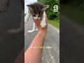 Man is ambushed by 13 homeless kittens